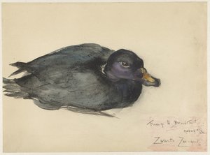 Black Scoter by Frederika Henriëtte Broeksmit