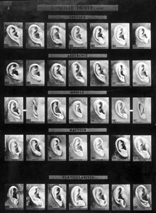 Anthropometric classification and identification of the Bertillon system: comparison of different types of straight ears (lobe). Late 19th century