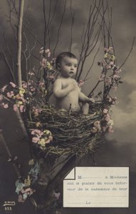Baby in a Nest by French Photographer