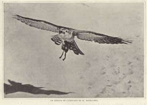 One of the Birds of M Barrachin by French Photographer