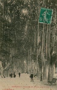 Promenade des Platanes in Perpignan by French Photographer
