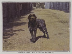 Wirehaired Pointing Griffon by French Photographer
