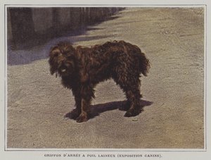 Woolly-haired Pointing Griffon by French Photographer