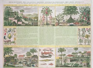 A Description of Plants, Trees, Animals and Fish Found in the Antilles by French School
