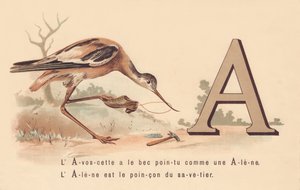 A: The Avocet has the pointed beak like an awl by French School