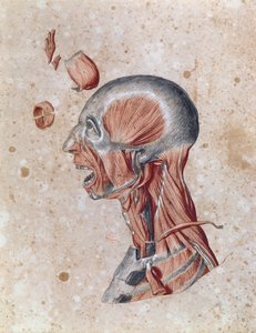 Anatomy of the head, drawn by a student