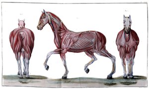 Anatomy of the horse: Skin, face and profile - 