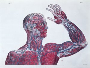 Anatomy of the human head and arm, from a book on anatomy by Francesco Antommarchi (engraved by Mascagni, c.1820) by French School
