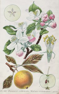 Apple Tree (Malus Communis) by French School