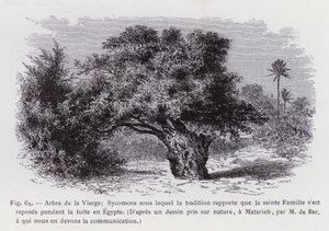 Tree of the Virgin; Sycamore under which Tradition Says the Holy Family Rested during the Flight into Egypt, After a Drawing Taken from Nature, at Matarieh, by M. de Bar, Who Communicated It to Us (engraving) by French School