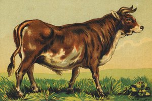 B as Beef