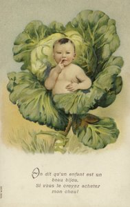 Baby in a Cabbage