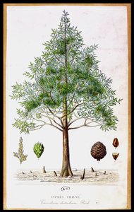 Bald Cypress Tree