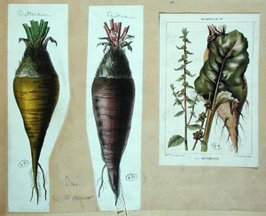 Beetroot, three botanical plates by French School