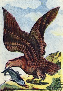 Bird of prey. Engraving in Alphabet des oiseaux. Imagery of Pont-a-Mousson, Marcel and/or Louis Vagne, Printer-Publisher, late 19th century. 16 pages. Dim: 20.5 x 14 cm by French School