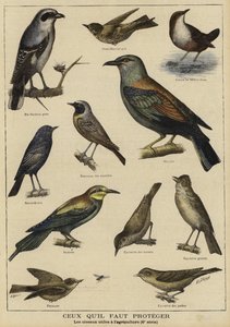 Birds in need of protection because of their benefit to farming