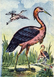 Blue heron: bird eagle feeding on worms and reptiles. Lives in the United States and the Caribbean. Engraving in Alphabet des oiseaux. Imagery of Pont-a-Mousson, Marcel and/or Louis Vagne, Printer-Publisher, late 19th century. 16 pages. Dim: 20.5 x 14 cm by French School
