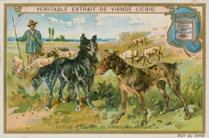 Border Collie and Sheepdog by French School