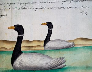 Canada Geese, Springbaye, Salt Lakes Region, from log book by Jacques Gouin de Beauchesne, captain of Compagnie royale de la Mer du Sud, from 1698 to 1701 by French School