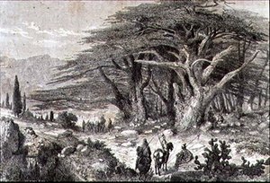 Cedar Trees in the Lebanon by French School