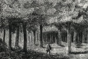 Cinchona tree forest producing cinchona bark for treating malaria, Peru 1888 by French School