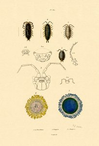 Common Pill Woodlouse