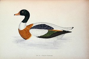 Common Shelduck by French School