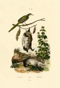 Common Tailorbird by French School