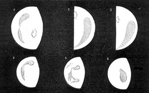 Dark spots and bright spots of Venus; 1, 2, 3, spots observed by D. Cassini in 1667 and 1667; 4, 5, 6, spots observed by M. Langdon in 1871