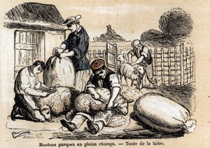 Description of the various uses and products of sheep: sheepcutting. Plate 