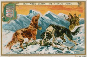 Dogs of the Simplon and Mont St Bernard by French School