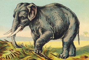 E as Elephant