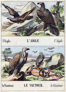 Eagle and Vulture (Engraving in "Buffon Alphabet des Oiseaux n 1") by French School