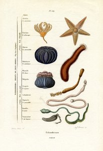 Echinoderms, 1833-39