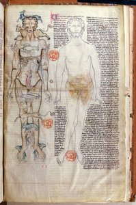The Relationship between the Human Body and the Signs of the Zodiac, from a medical treatise by Abul Qasim Khalaf ibn al-Abbas al-Zahrawi (Abulcasis) translated by Gerard de Cremone