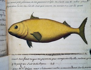 Fish as big as cod, Isle De La Sante, from log book by Jacques Gouin de Beauchesne, captain of Compagnie royale de la Mer du Sud, from 1698 to 1701