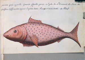 Fish called Big Mouth, Sao Vicente island, Cape Verde, from log book by Jacques Gouin de Beauchesne, captain of Compagnie royale de la Mer du Sud, from 1698 to 1701