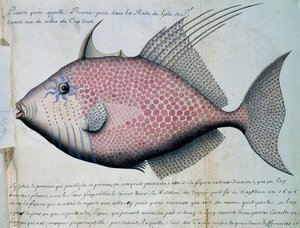 Fish Called Bource, Sao Vicente Island, Cape Verde