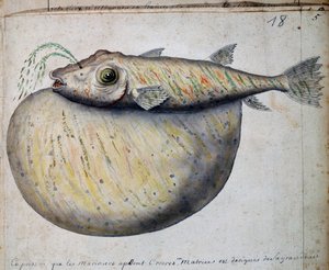 Fish called Crocros, Sao Vicente island, Cape Verde, from log book by Jacques Gouin de Beauchesne, captain of Compagnie royale de la Mer du Sud, from 1698 to 1701