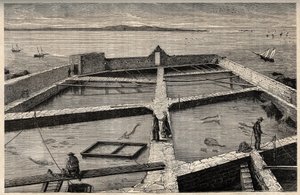 Fish farming in Concarneau - Brittany - Establishment de pisciculture - Concarneau - Finistere - Brittany - engraving in 