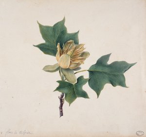 Flower of a Tulip Tree by French School