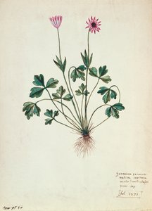 Geranium by French School