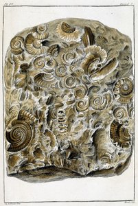Fossils of shells, What is more interesting and curious among animals and minerals to serve as intelligence to the general history of the three realms of nature by Buchoz by French School