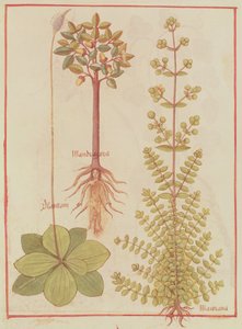 Plantain, Marjoram and Mandrake, from Livre des Simples Medecines, c.1520-30 by French School