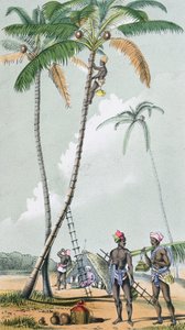 Gathering coconuts for the preparation of Toddy in India by French School