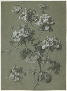 Geranium (Pelargonium sp.), c.1800