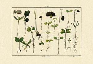 Germination by French School