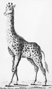 Giraffe brought back by Mr Levaillant when travelling in Africa, illustration from Observations sur la Physique, sur l