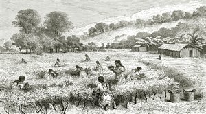 Harvest of Coca, Peru, illustration from Le Tour du Monde magazine, 1877