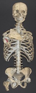 Head and torso, from 